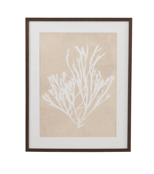 Basset Mirror Gracilaria Multipartita Framed Print - Elegant Dark Walnut Frame With Ivory Matboard For Unique Decor Beige Wood,Glass,Paper,Foam Core 9902-328b