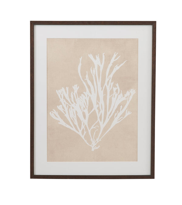 Basset Mirror Gracilaria Multipartita Framed Print - Elegant Dark Walnut Frame With Ivory Matboard For Unique Decor Beige Wood,Glass,Paper,Foam Core 9902-328b