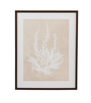 Basset Mirror Cystoseira Framed Print In Dark Walnut With Elegant Ivory Matboard For Stunning Home Decor Beige Wood,Glass,Paper,Foam Core 9902-328c