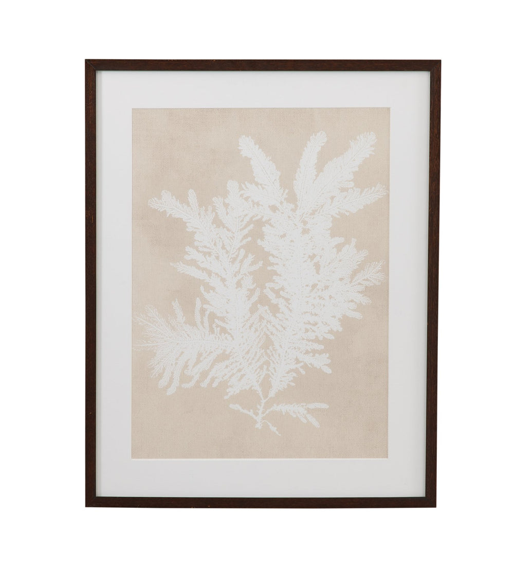 Basset Mirror Ptilota Plumosa Framed Print - Elegant Dark Walnut Frame With Ivory Matboard For Stunning Decor Beige Wood,Glass,Paper,Foam Core 9902-328e