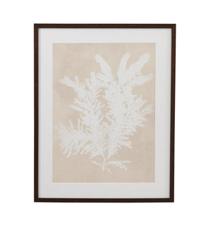 Basset Mirror Ptilota Plumosa Framed Print - Elegant Dark Walnut Frame With Ivory Matboard For Stunning Decor Beige Wood,Glass,Paper,Foam Core 9902-328e