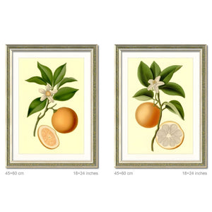English Elm Set Of 2 Orange Fruit Botanical Prints In Solid Wood Frames - Stunning Kitchen Wall Art Decor 18X24 T3976P383225-GIGA