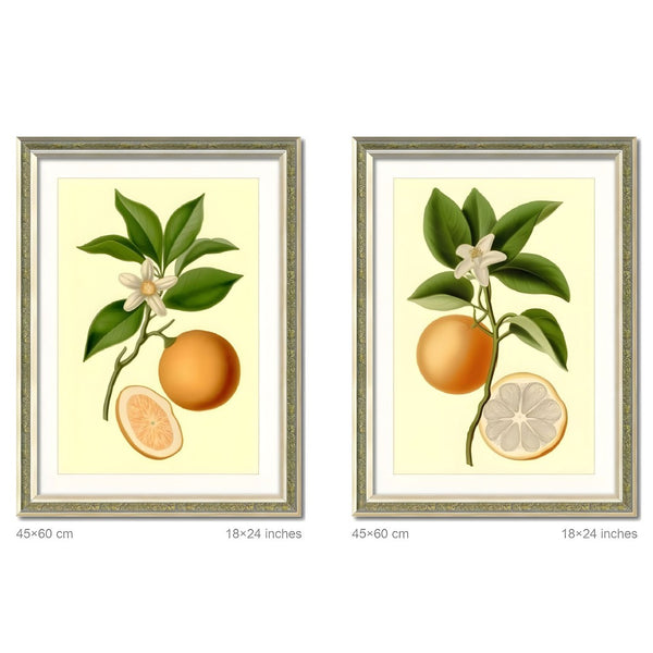 English Elm Set Of 2 Orange Fruit Botanical Prints In Solid Wood Frames - Stunning Kitchen Wall Art Decor 18X24 T3976P383225-GIGA