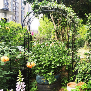 English Elm Metal Gothic Arch Garden Arbor Powder Coated Steel Trellis for Climbing Roses Black W158681100
