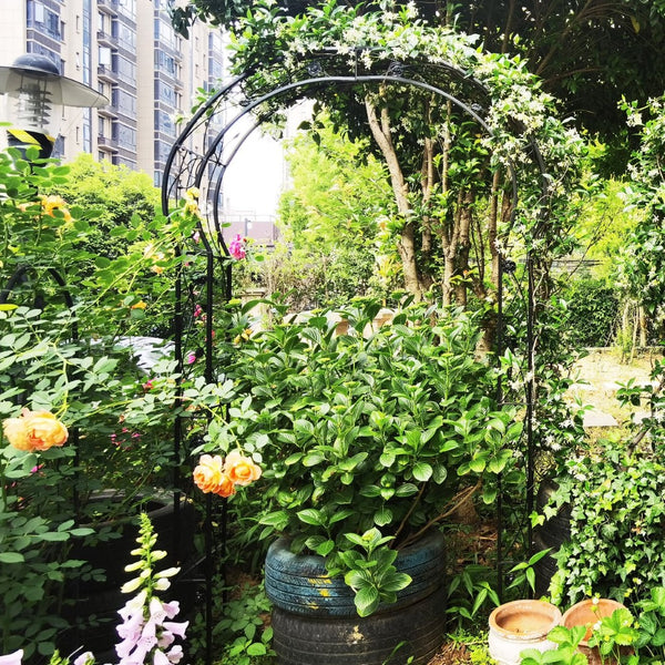 English Elm Metal Gothic Arch Garden Arbor Powder Coated Steel Trellis for Climbing Roses Black W158681100