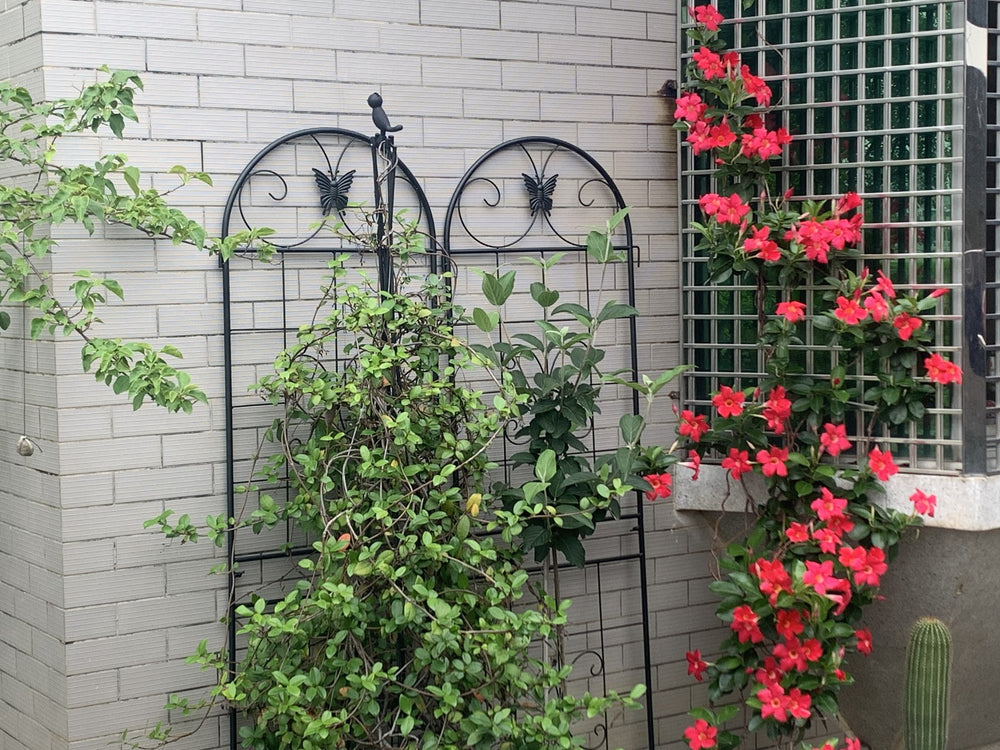 English Elm Metal Garden Trellis Set – 2 Durable Trellises For Climbing Plants, Flowers & Veggies, Easy Install W840P321535