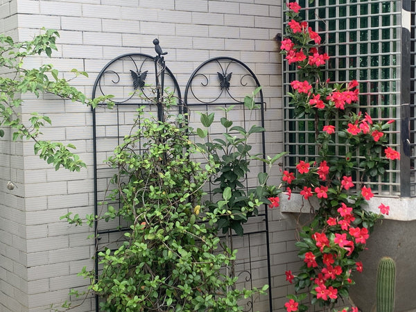 English Elm Metal Garden Trellis Set – 2 Durable Trellises For Climbing Plants, Flowers & Veggies, Easy Install W840P321535