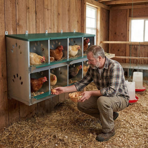 English Elm 8 Compartment Galvanized Steel Hen Nesting Unit Wall Mount Coop with Roll Forward Egg Tray W1422P246453