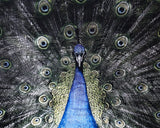 Brilliant Plumage - 72" X 48" - Charcoal Frame A0265 Sunpan