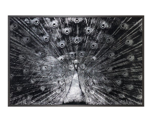 Silver Plumage - 72" X 48" - Charcoal Frame A0266 Sunpan