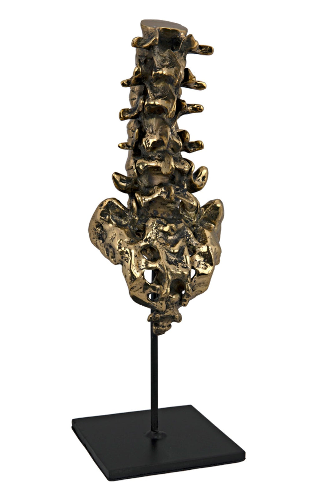 Noir Vertebrae, Sculptural Brass and Iron Accent for Modern Decor - Anatomical Artistry for Any Space AB-157BR