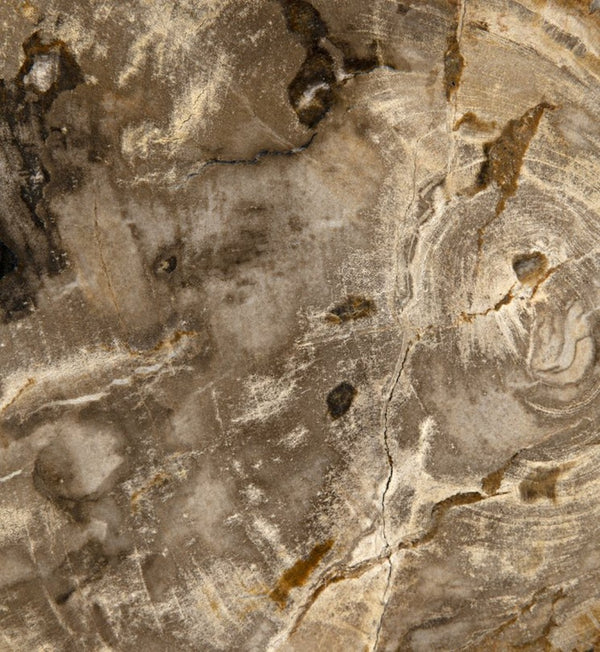 Noir Wood Fossil with Stand – Unique Petrified Wood Sculpture, Handcrafted Accent for Home Décor Display AM-39A