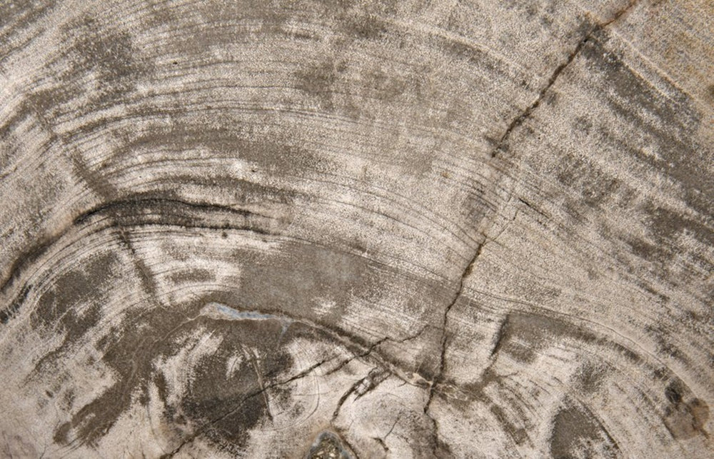 Noir Wood Fossil Display with Hand-Wrought Iron Stand, Unique 8" Petrified Wood Accent for Home Decor AM-39C