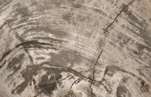 Noir Wood Fossil Display with Hand-Wrought Iron Stand, Unique 8" Petrified Wood Accent for Home Decor AM-39C