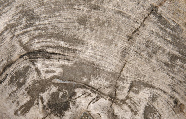 Noir Wood Fossil Display with Hand-Wrought Iron Stand, Unique 8" Petrified Wood Accent for Home Decor AM-39C