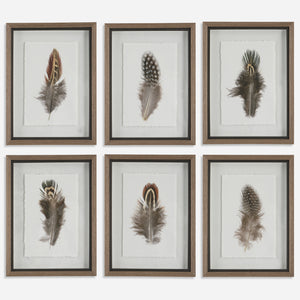 Uttermost Birds Of A Feather Framed Prints, S/6 41460 PLASTIC, GLASS, PAPER