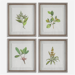 Uttermost Wildflower Study Framed Prints, S/4 41461 PLASTIC, GLASS, PAPER