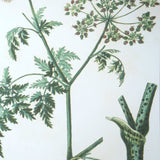 Uttermost Antique Botanicals Framed Prints, S/9 41466 PLASTIC, GLASS, PAPER