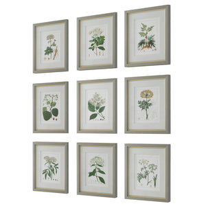 Uttermost Antique Botanicals Framed Prints, S/9 41466 PLASTIC, GLASS, PAPER