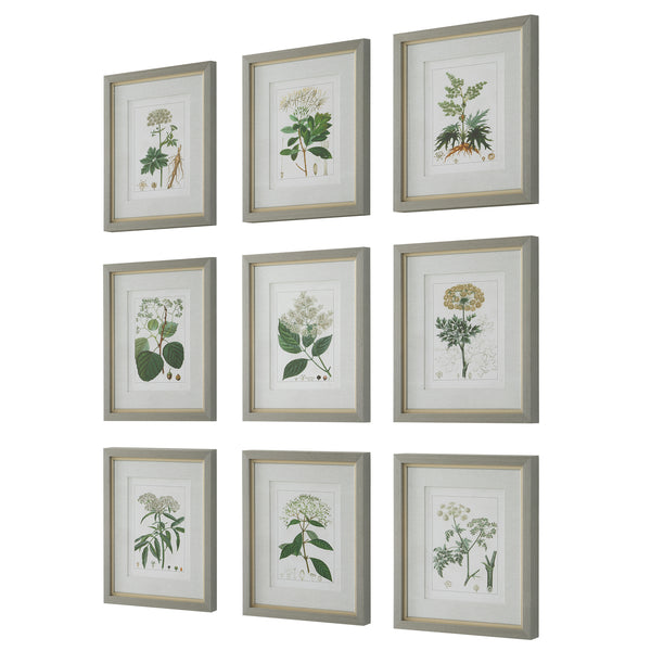 Uttermost Antique Botanicals Framed Prints, S/9 41466 PLASTIC, GLASS, PAPER
