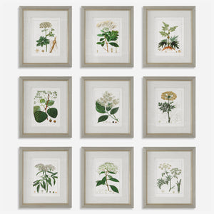 Uttermost Antique Botanicals Framed Prints, S/9 41466 PLASTIC, GLASS, PAPER