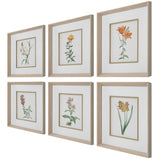 Uttermost Classic Botanicals Framed Prints Set/6 32284 PINE,GLASS,MDF,PAPER,LINEN,VENEER