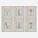 Uttermost Classic Botanicals Framed Prints Set/6 32284 PINE,GLASS,MDF,PAPER,LINEN,VENEER