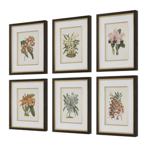 Uttermost Orchid Botanical Framed Prints Set Of 6 - Vibrant Art Collection In Dark Walnut Frames Black,Blue,Gold,Green,Orange,Pink,Purple,Red Plastic,Glass,Mdf,Paper,Linen 32447