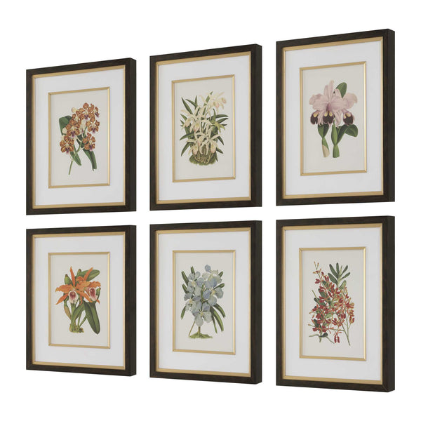 Uttermost Orchid Botanical Framed Prints Set Of 6 - Vibrant Art Collection In Dark Walnut Frames Black,Blue,Gold,Green,Orange,Pink,Purple,Red Plastic,Glass,Mdf,Paper,Linen 32447