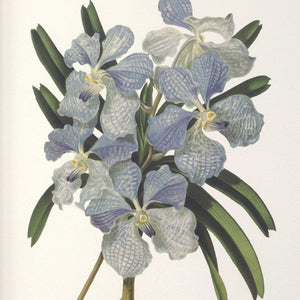 Uttermost Orchid Botanical Framed Prints Set Of 6 - Vibrant Art Collection In Dark Walnut Frames Black,Blue,Gold,Green,Orange,Pink,Purple,Red Plastic,Glass,Mdf,Paper,Linen 32447