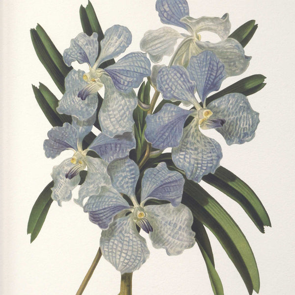 Uttermost Orchid Botanical Framed Prints Set Of 6 - Vibrant Art Collection In Dark Walnut Frames Black,Blue,Gold,Green,Orange,Pink,Purple,Red Plastic,Glass,Mdf,Paper,Linen 32447