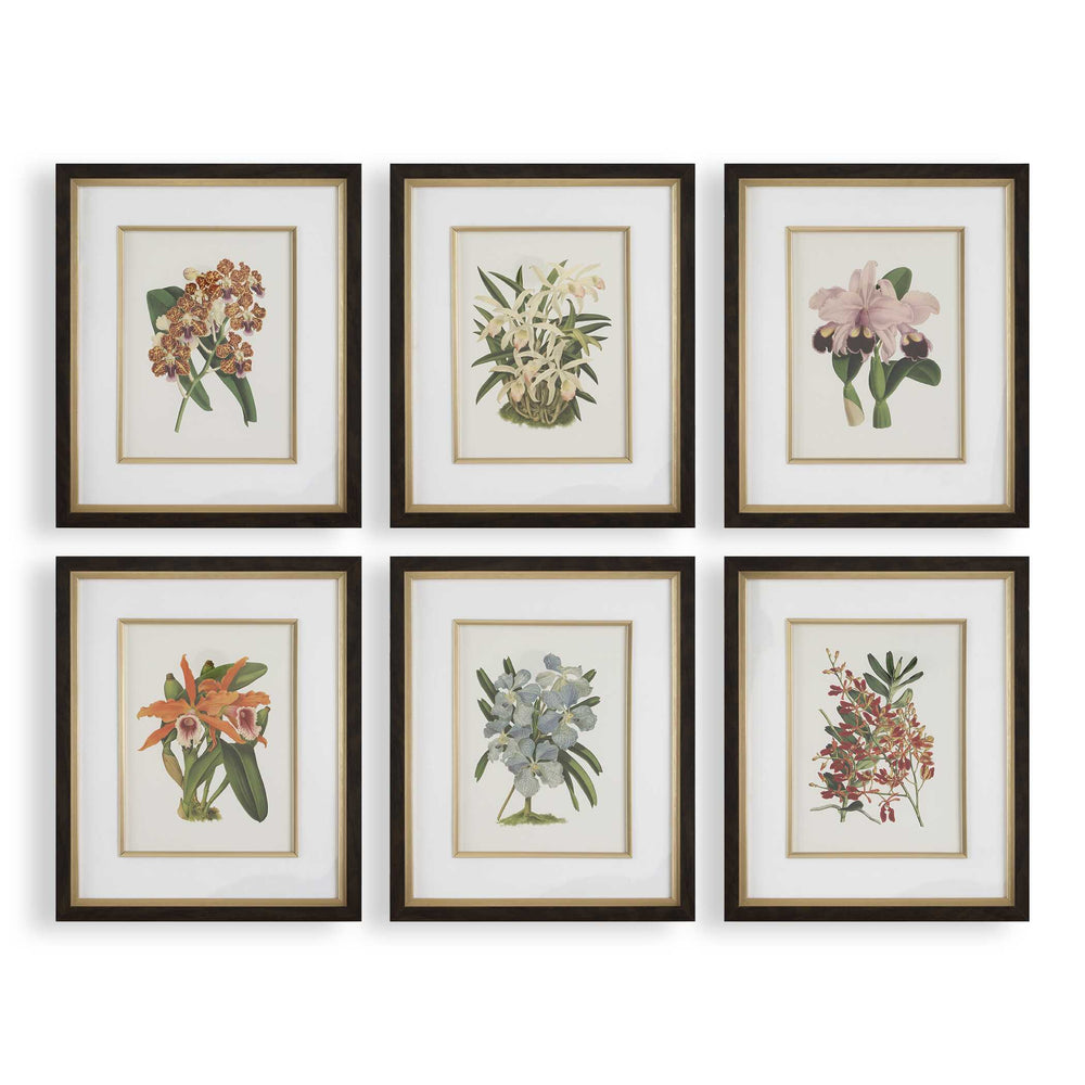 Uttermost Orchid Botanical Framed Prints Set Of 6 - Vibrant Art Collection In Dark Walnut Frames Black,Blue,Gold,Green,Orange,Pink,Purple,Red Plastic,Glass,Mdf,Paper,Linen 32447