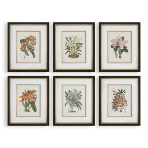 Uttermost Orchid Botanical Framed Prints Set Of 6 - Vibrant Art Collection In Dark Walnut Frames Black,Blue,Gold,Green,Orange,Pink,Purple,Red Plastic,Glass,Mdf,Paper,Linen 32447