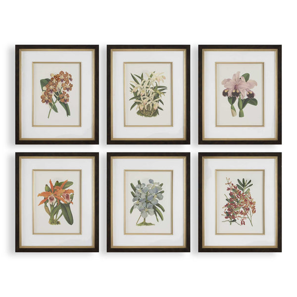 Uttermost Orchid Botanical Framed Prints Set Of 6 - Vibrant Art Collection In Dark Walnut Frames Black,Blue,Gold,Green,Orange,Pink,Purple,Red Plastic,Glass,Mdf,Paper,Linen 32447