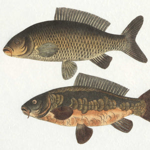 Uttermost Framed Fish Prints Set/2 - Intricate Underwater Artwork With Rustic Gray Shadowbox Frames Black,Brown,Gray,Green,Orange,Woodtone Plastic,Glass,Mdf,Paper 32448