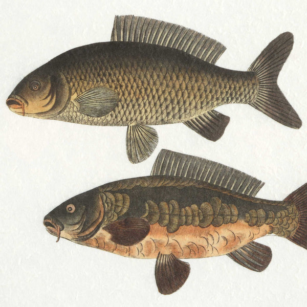 Uttermost Framed Fish Prints Set/2 - Intricate Underwater Artwork With Rustic Gray Shadowbox Frames Black,Brown,Gray,Green,Orange,Woodtone Plastic,Glass,Mdf,Paper 32448