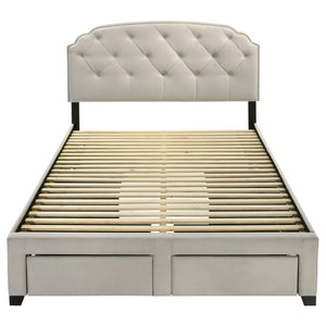 English Elm Cream Velvet Queen Storage Bed with Tufted Scalloped Headboard and Nailhead Trim B062S02371