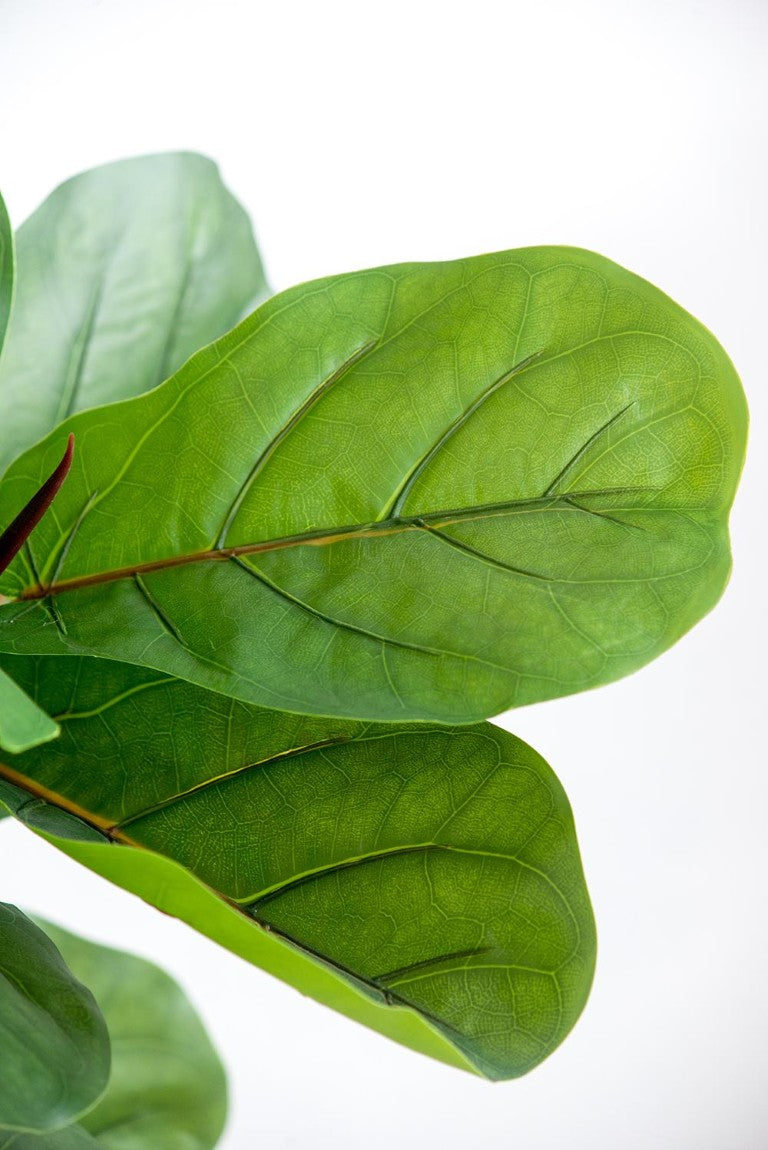 English Elm 25X25x52h Fiddle Leaf Fig Artificial Tree 40 Leaves Faux Wood Trunk Indoor B2768P496854