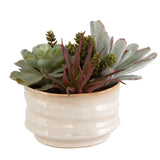 Uttermost Mesa Succulent Accent 60209 PLASTIC, CERAMIC, FOAM, IRON, GLUE