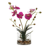 Glory Fuchsia Orchid
