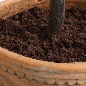 Uttermost Lifelike Olive Tree In Scallop Terracotta Pot - Realistic Foliage And Fruit Clusters!  Polyester,Plastic,Iron Wire,Glue 60241