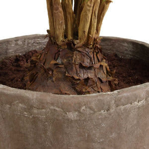Uttermost Zamia Palm Accent In Rustic Planter - Lush Foliage For Longevity And Resilience Decor  Polyester,Plastic,Iron Wire,Cement 60243