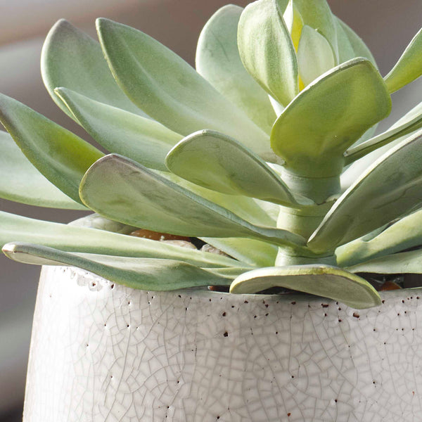 Uttermost Dudleya Gray Outdoor Succulent - Stylish Low-maintenance Greenery In Aged Ceramic Pot Gray,Green Ceramic,Fabric,Latex,Rocks,Foam 60261