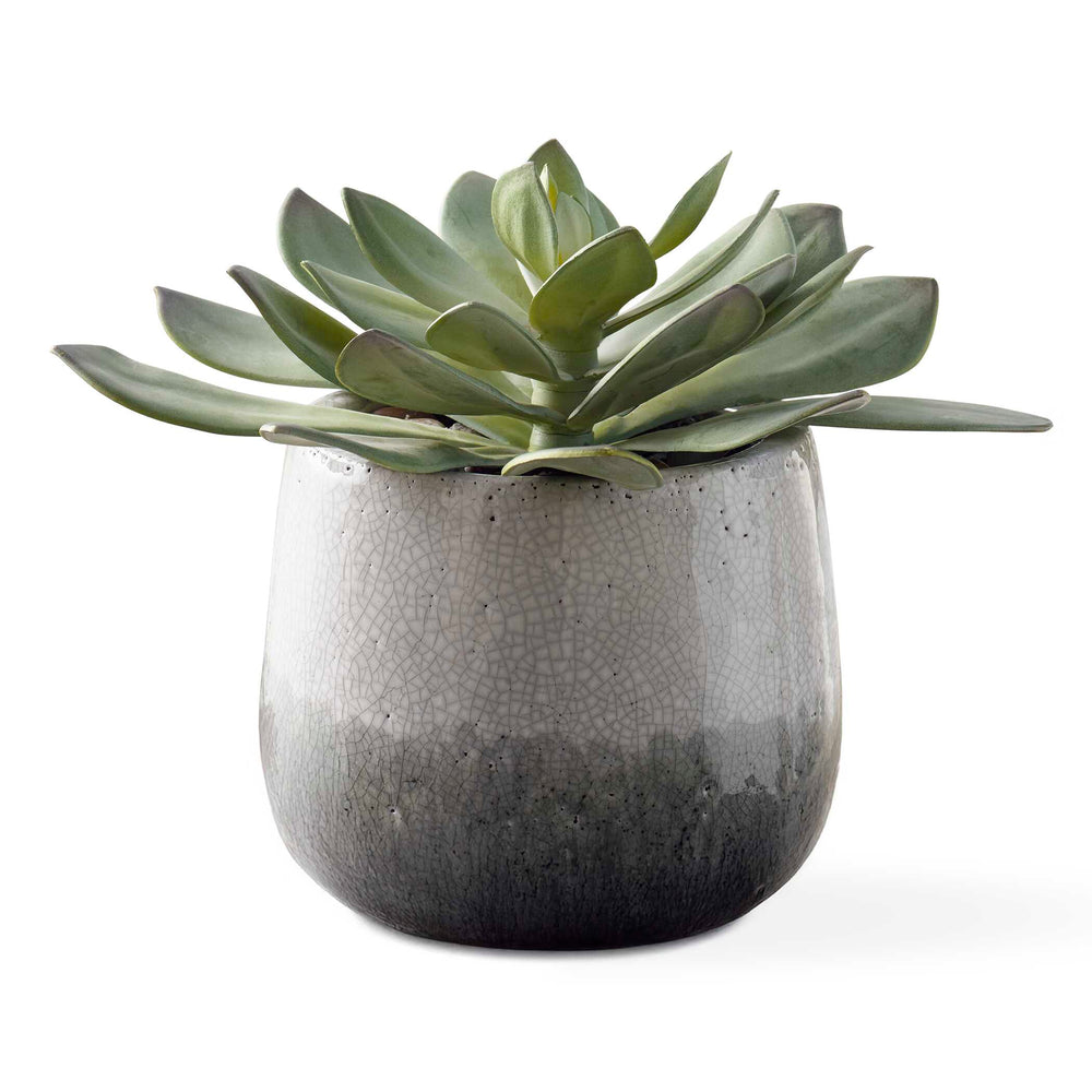 Uttermost Dudleya Gray Outdoor Succulent - Stylish Low-maintenance Greenery In Aged Ceramic Pot Gray,Green Ceramic,Fabric,Latex,Rocks,Foam 60261