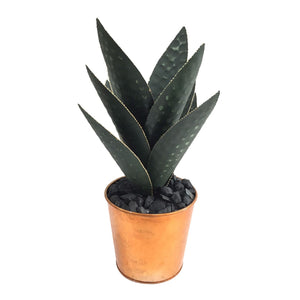 Oasis Hand Finished Cactus CVDZEN027L Crestview Collection