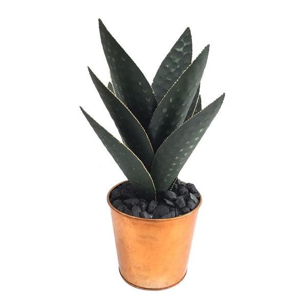 Oasis Hand Finished Cactus CVDZEN027L Crestview Collection