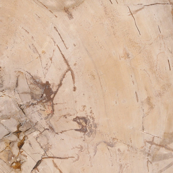 Karina Living Brittany Large Natural Coffee Table - Handcrafted Petrified Wood with Unique Character & Style DOV22068-NATL-LG