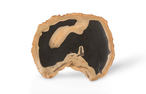 Phillips Collection Cast Petrified Wood Wall Tile - Durable, Nature-inspired Design For Stunning Modern Interiors Black,Brown Resin Ph92564