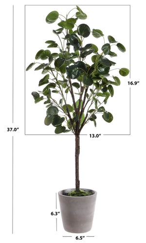 Safavieh FAUX 37 Inch Potted Polyscias Fruticosa Tree - Lifelike Indoor Plant for Effortless Greenery Decor FXP1002A