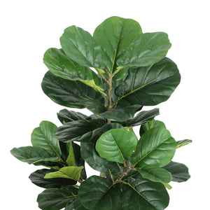 Safavieh FAUX 72-Inch Potted Fiddle Leaf Fig Tree - Stunning, Realistic Décor for Home & Office Spaces FXP2003A